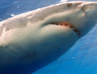 World’s Top Great White Shark Locations