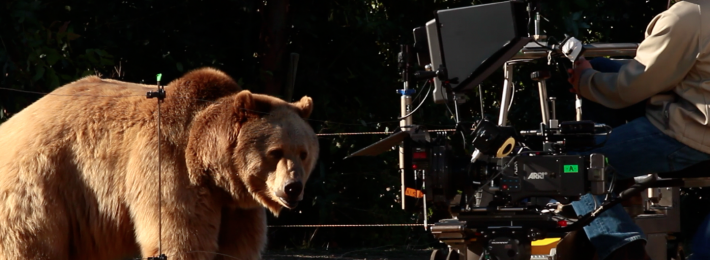 More Behind-the-Scenes with Bear