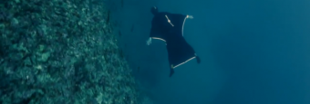 Flying Underwater: Oceanwings Aquatic Flight