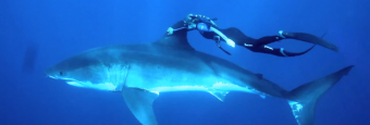 Daring Diver Swims With Great White Shark