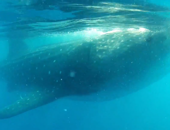 Up-close swimming with whale sharks in Cancun