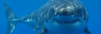 Best Shark Cage Diving Spots in the U.S.