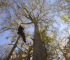 Best tree climbing camps in the U.S.
