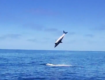 Fly fishing for jumping mako sharks