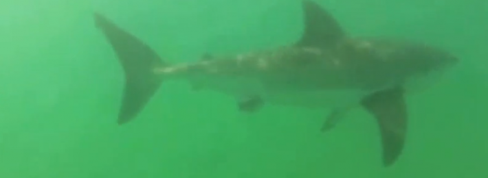 Great White sharks surprise surfers in El Porto, Manhattan Beach